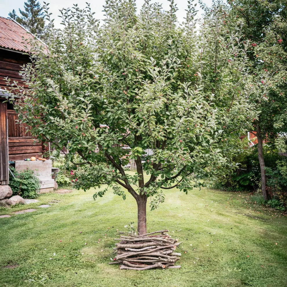 tradbeskarning eslov